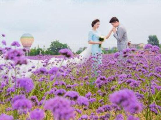 薰衣草的花語是什么，代表著心心相印、愛情的等待"