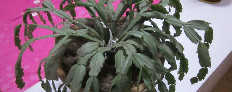 蟹甲蘭花怎樣修剪"