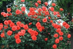 月季花品種大全，月季花的5大品種"
