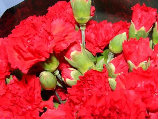 紅色康乃馨代表什么，是對(duì)母親的愛(ài)、感激和祝福"