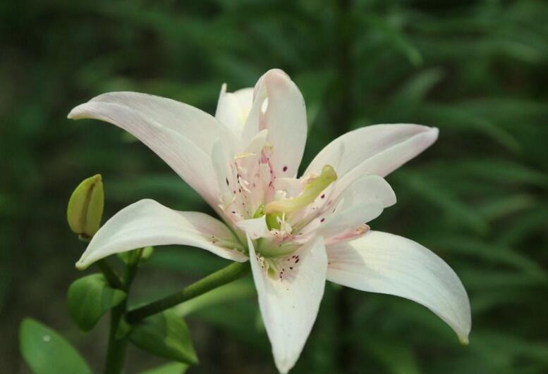 百合花寓意，不同的國家有著不同的寓意"
