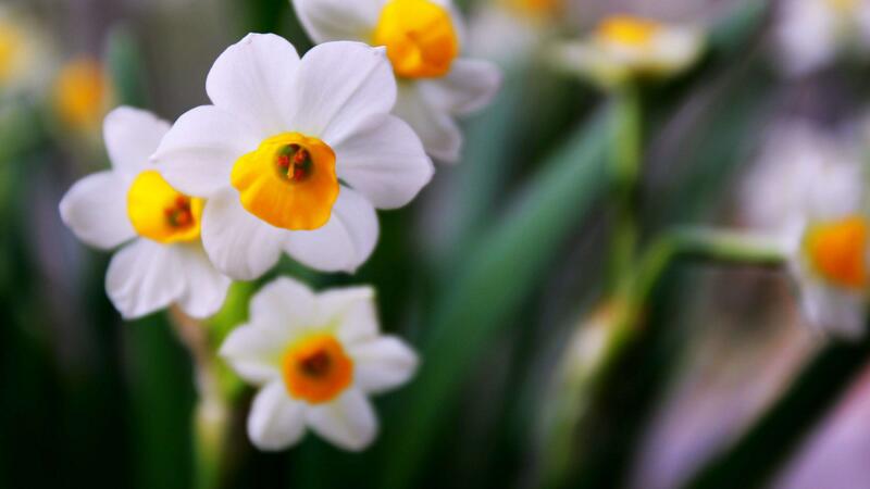 水仙花怎么養(yǎng)"