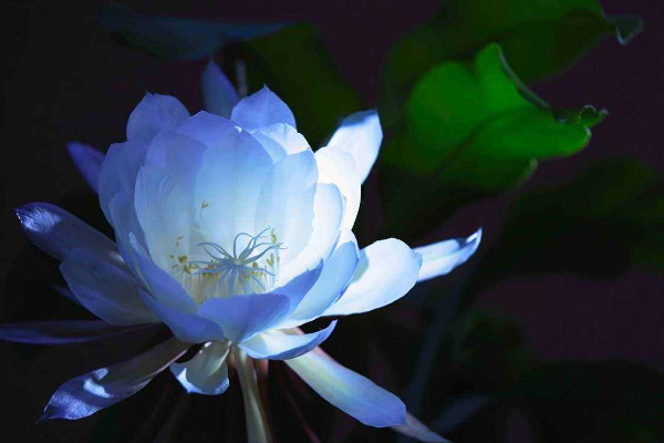 曇花為什么只能一現(xiàn)，生長(zhǎng)習(xí)性所決定