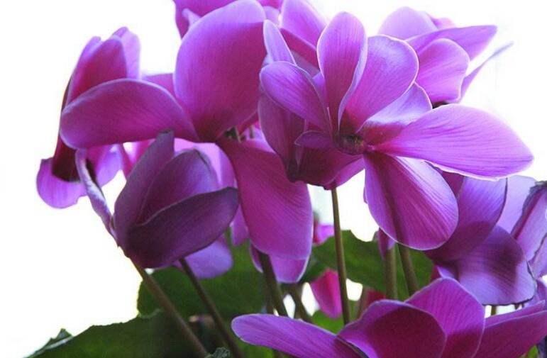 夏季仙客來(lái)葉子發(fā)黃，總結(jié)7種葉子發(fā)黃原因"