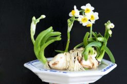 水仙不開花怎么辦，加強光照并控制溫度"