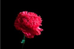 康乃馨花的圖片，不同顏色對(duì)應(yīng)不同花語(yǔ)"