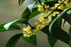 桂花樹幾年開花，養護5年以上才能開花"