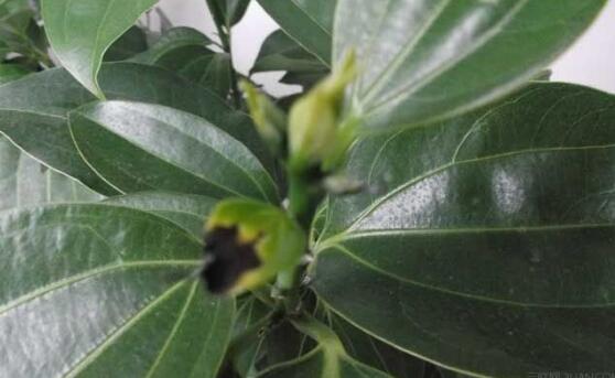 平安樹圖片，平安樹開花圖片