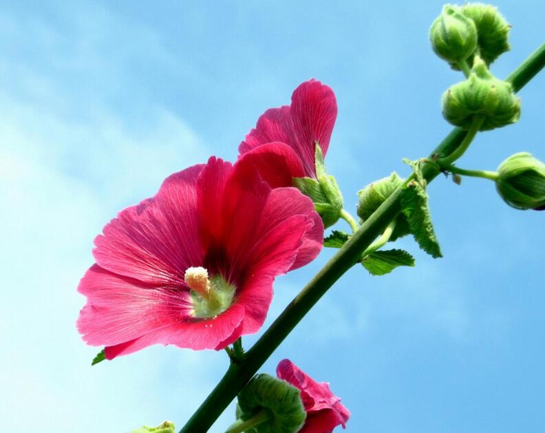 木芙蓉花的病蟲害防治，對(duì)癥下藥很重要"