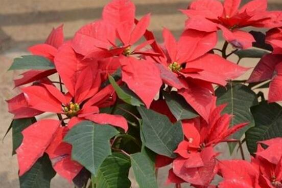 一品紅葉子發黃脫落怎么辦，輕松掌握六招就可解決"