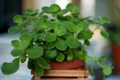碰碰香徒長(zhǎng)了怎么辦，適當(dāng)修剪并加強(qiáng)管理"