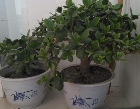 植物燕子掌有毒嗎，無毒與有毒需待進一步科學考證(證據不足)"