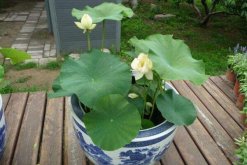 荷花不開花是什么原因，4種原因導致荷花不開花"