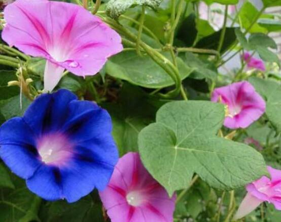 牽牛花的象征意義，一種遙不可及的愛戀、不屈不撓精神"