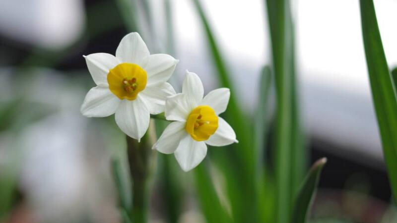 水仙花的養(yǎng)殖方法"