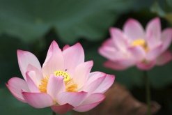 荷花什么時候開花，荷花的盛花期在盛夏時期"