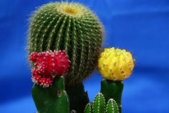 仙人球什么季節開花，夏季是仙人球的盛花期"