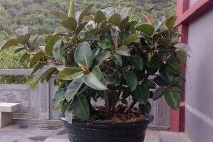 橡皮樹盆景怎么養護，橡皮樹的四季養護方法"