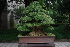 榕樹盆景的四季養護技巧，夏冬兩季的養護最為關鍵"