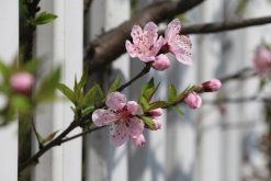 櫻花樹怎么養(yǎng)，5步即可養(yǎng)好櫻花樹"