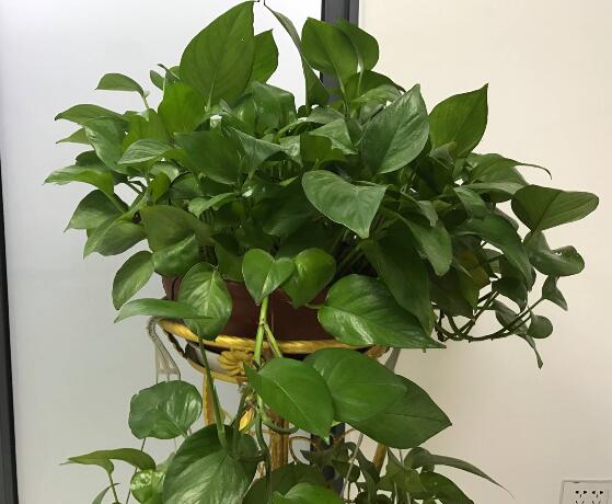 綠蘿有毒嗎，有毒千萬別當(dāng)菜吃"