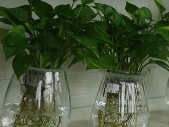 怎樣種植綠蘿，老農總結最簡單兩種種植方法(水培與土培)"