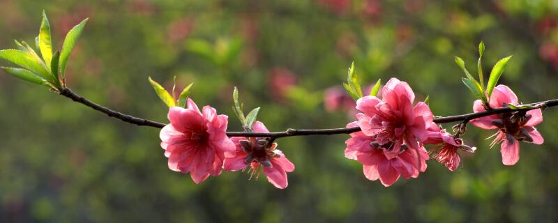 佛山南國桃園桃花什么時候開"