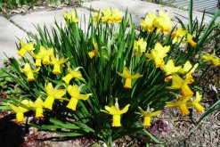 洋水仙開花后怎么處理，做好修剪以及養球處理"