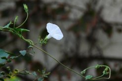 牽牛花如何種植，牽牛花種植步驟"