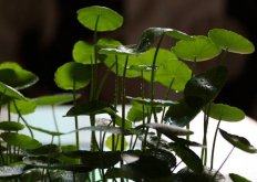 水養銅錢草的養殖方法，施加肥料是關鍵"