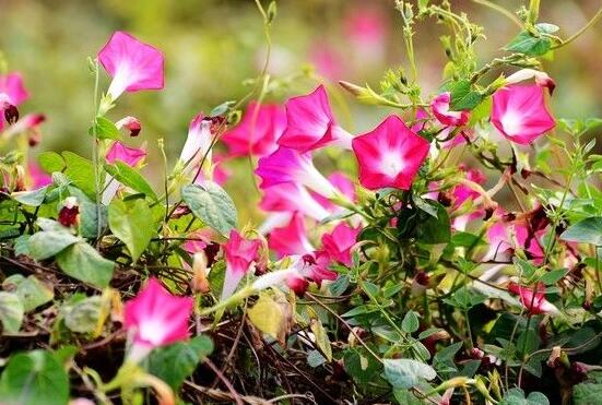牽牛花的寓意是什么，代表著堅(jiān)固的愛情、渺茫的戀愛"