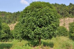 桂花樹什么時(shí)候移栽，建議在春秋季進(jìn)行移栽"