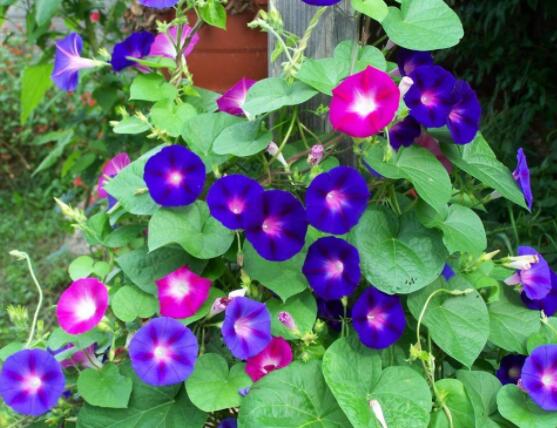 爬藤牽牛花苗要摘心嗎，需要/利于多次開花