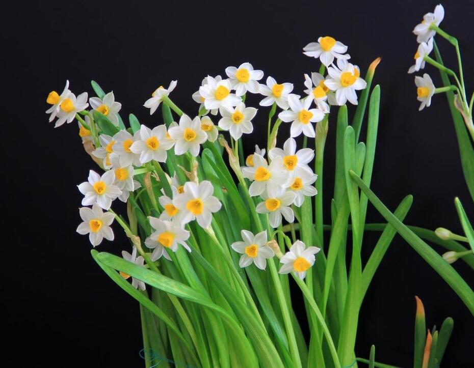 水仙花的水養方法，了解這三種技巧養出好看的水仙花"