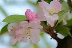 海棠花爛莖了怎么辦，爛莖原因以及解決方法"