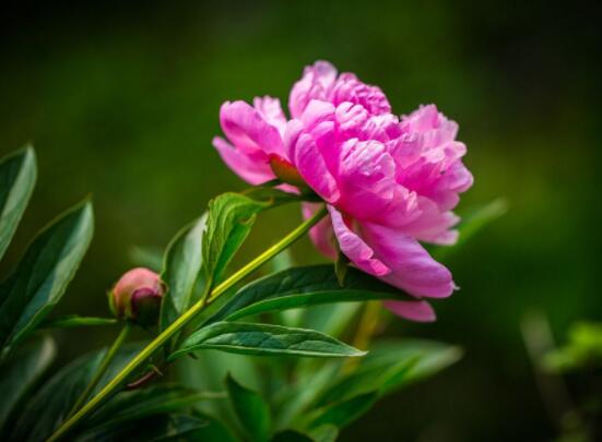 芍藥花什么時候開，每年4-6月就會含苞盛開"