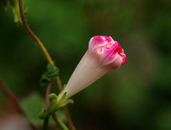 牽牛花有毒嗎，牽?；梢栽谑覂?nèi)養(yǎng)嗎