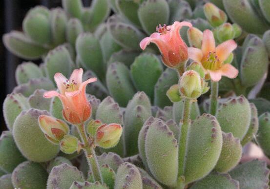 熊童子多久開花，每年7-9月間含苞盛放(夏末秋初)"