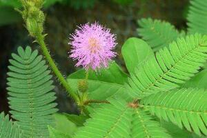 含羞草會開花嗎，含羞草什么時候開花"