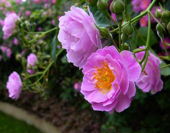 薔薇花的扦插方法，薔薇花扦插五個簡單步驟"