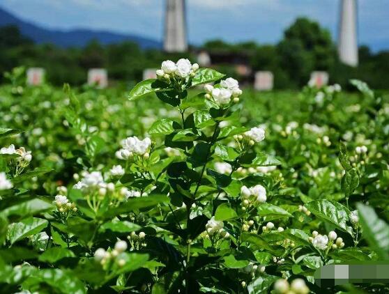 茉莉花花期多久，茉莉花花期長達半年(5-10月)"
