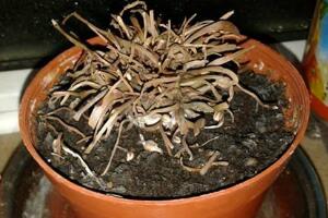 仙客來爛根怎么辦，仙客來爛根處理方法"