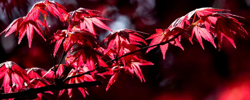 紅楓開花嗎"
