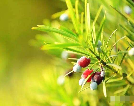 紅豆杉的正確食用方法，盤點營養價值最高四種方法"